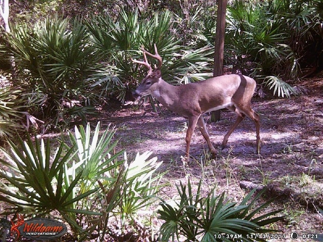 0000 SW County Road 347, Chiefland, FL 32626 - photo 27