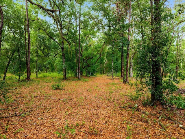 TBD Highway 315, Fort Mc Coy, FL 32134 - photo 6