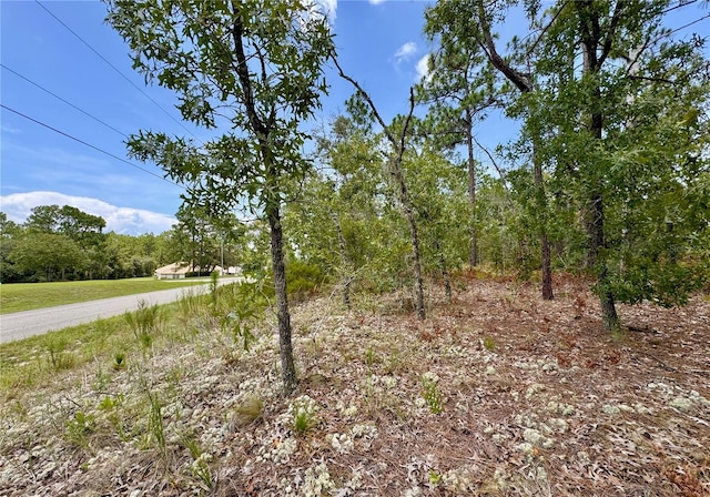 5317 N Mint Pt, Beverly Hills, FL 34465 - photo 2
