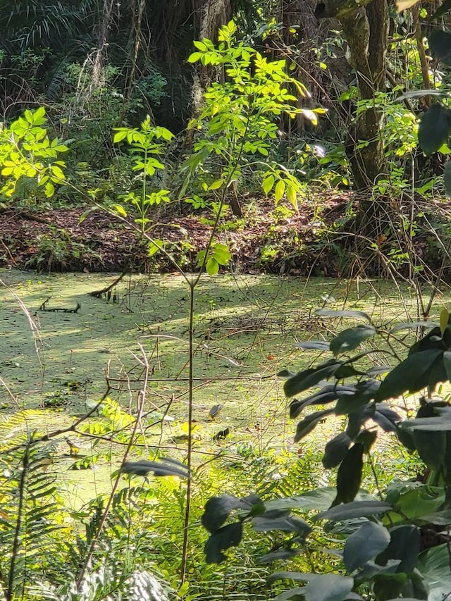 4450 Old Berkley Rd, Auburndale, FL 33823 - view of local wilderness