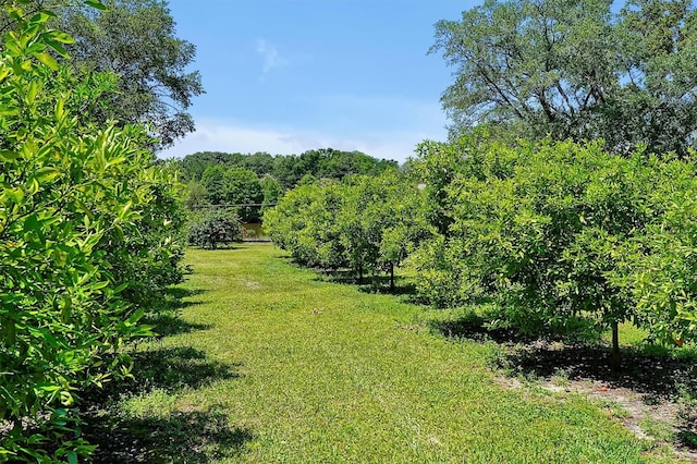 view of nature