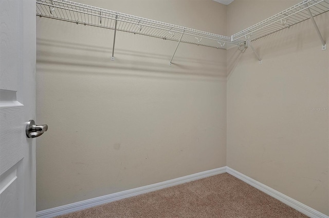 walk in closet with carpet flooring