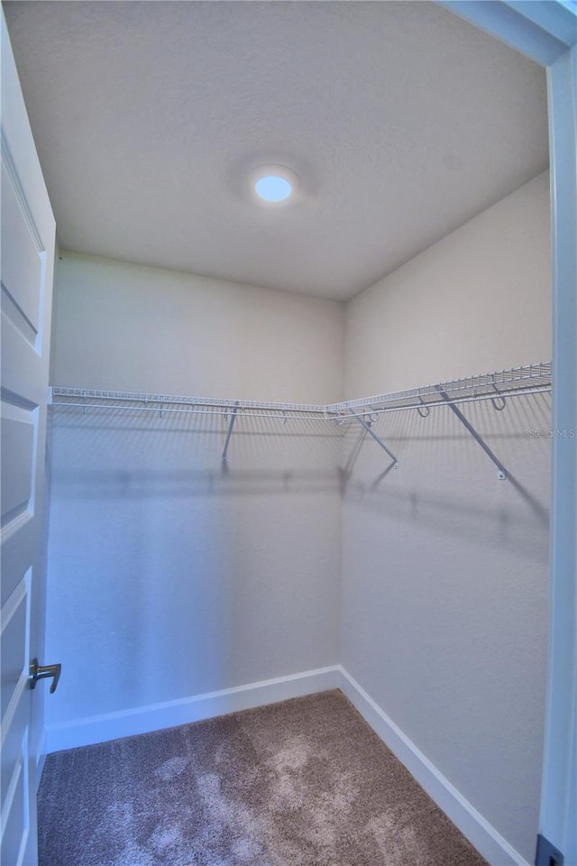 spacious closet featuring carpet flooring