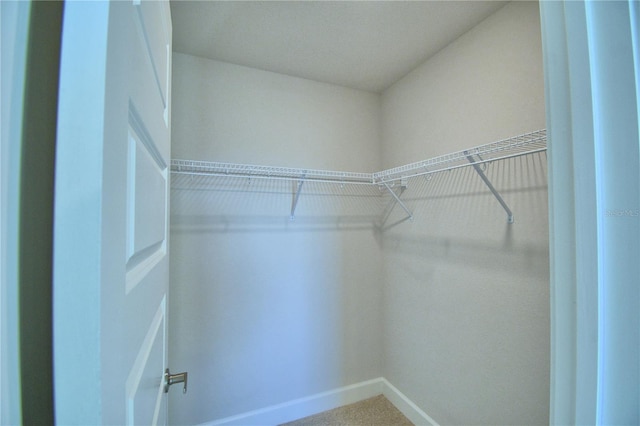 walk in closet with carpet flooring