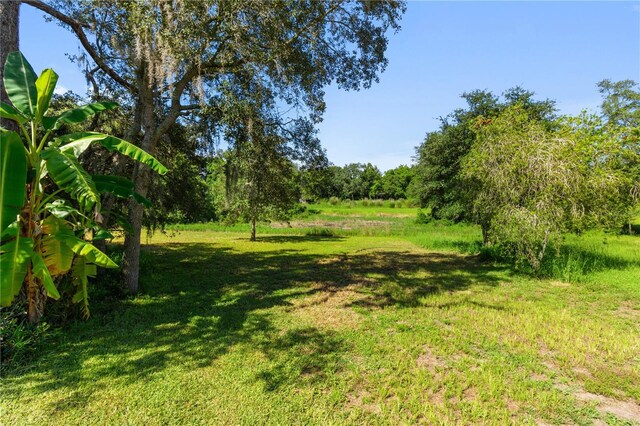 view of local wilderness