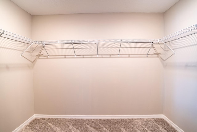 spacious closet featuring carpet