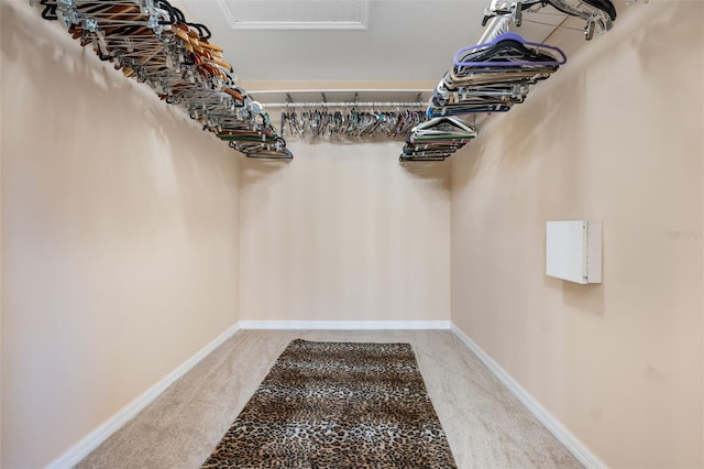 spacious closet featuring carpet