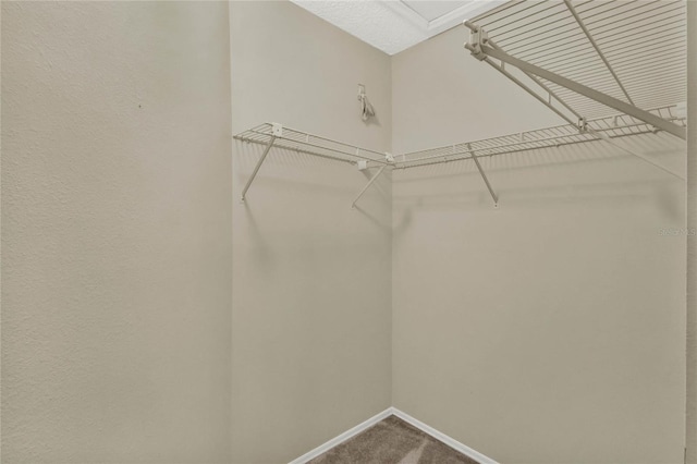 walk in closet featuring carpet flooring