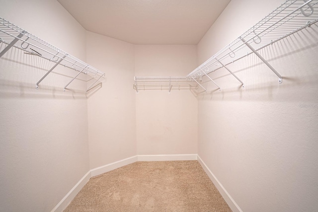 walk in closet with carpet floors
