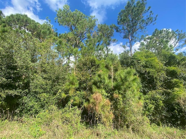 view of local wilderness