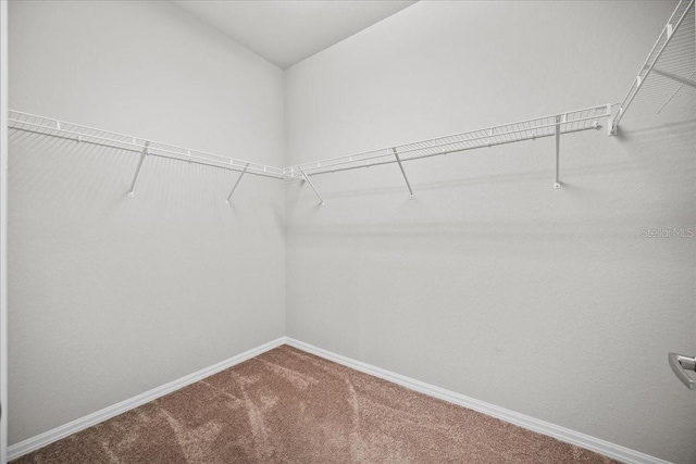 spacious closet featuring carpet floors