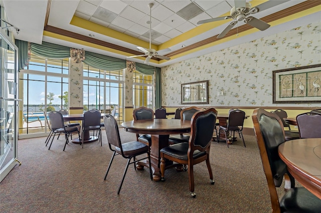 dining room with carpet, a drop ceiling, a raised ceiling, and ceiling fan