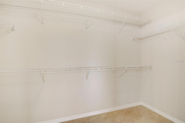 spacious closet featuring carpet floors