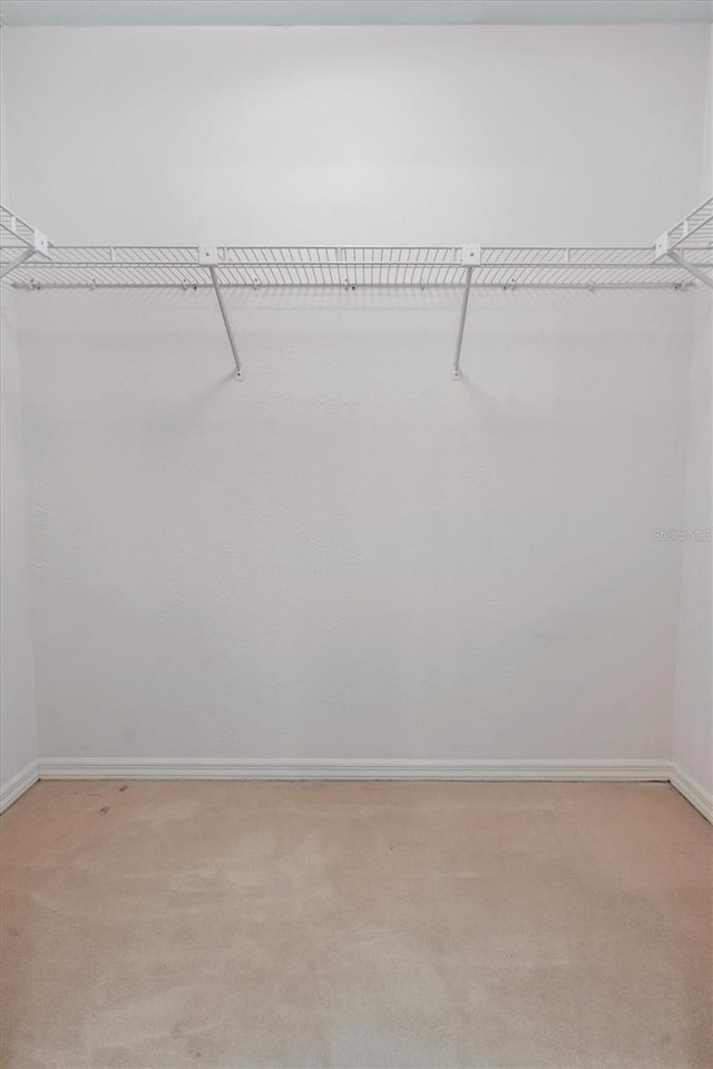 walk in closet featuring carpet flooring