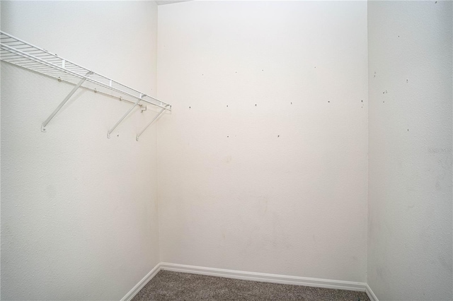 walk in closet with carpet floors