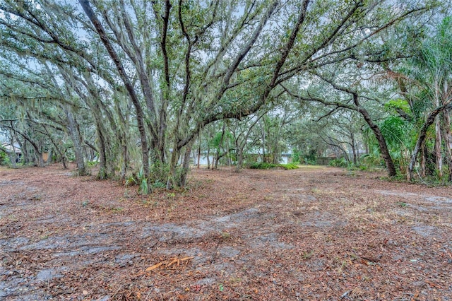 view of local wilderness