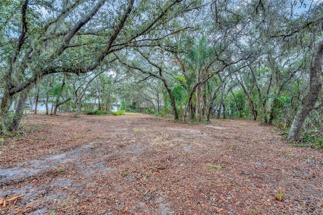 view of local wilderness