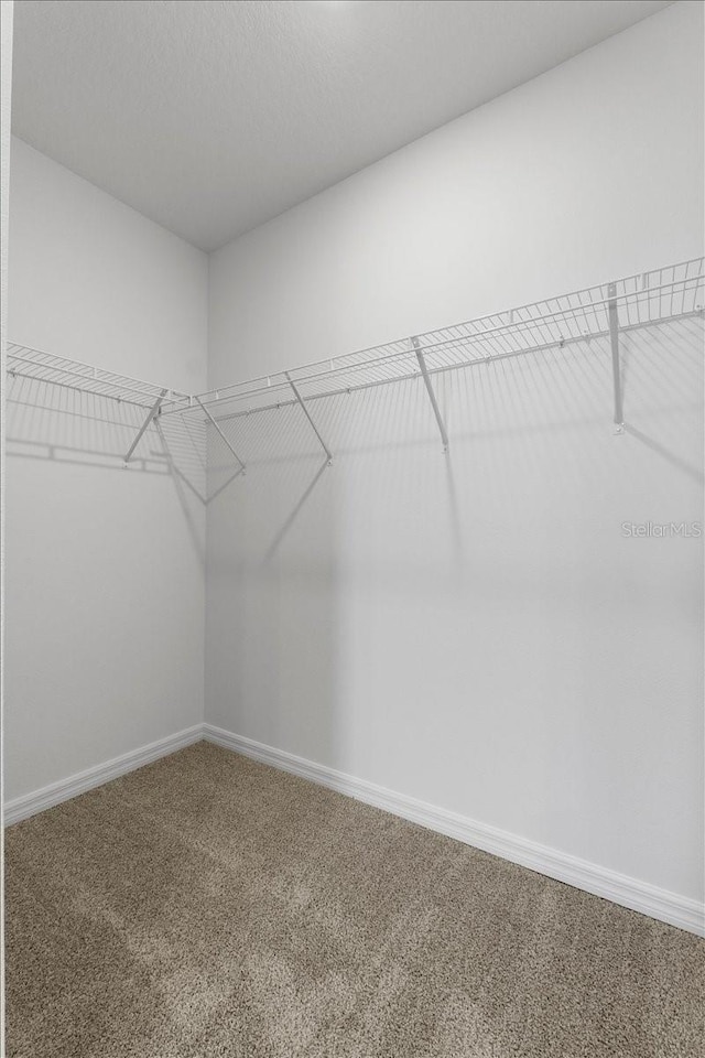 walk in closet with carpet floors