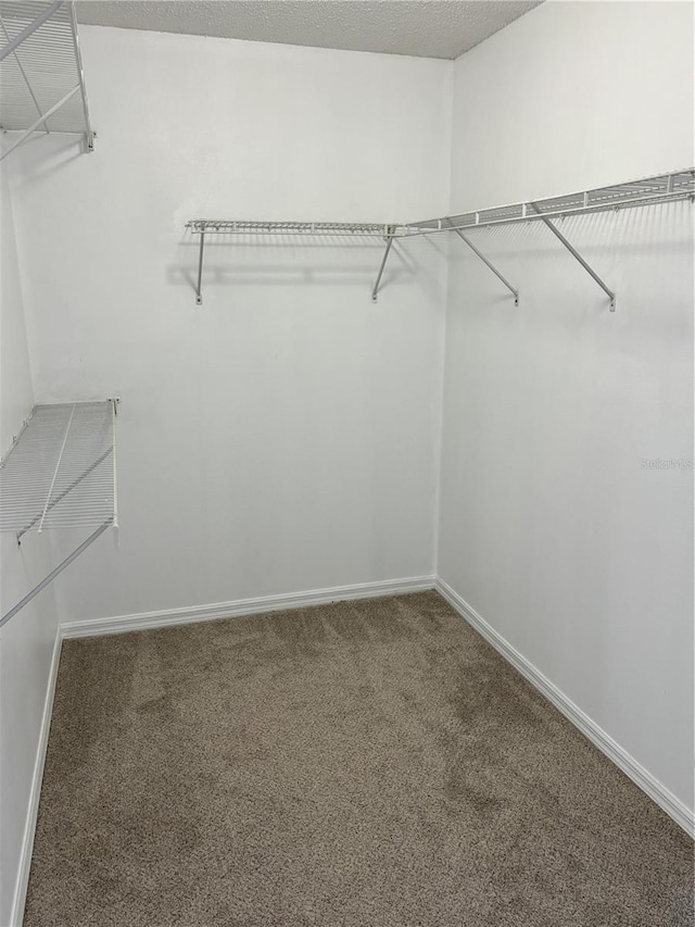 spacious closet featuring carpet floors