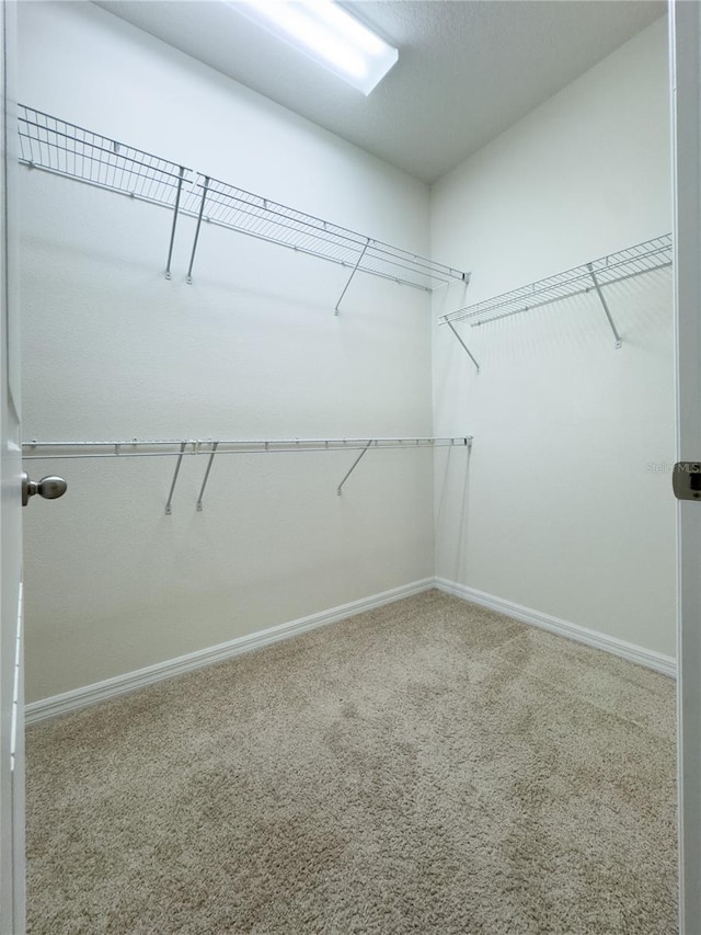 walk in closet with carpet floors