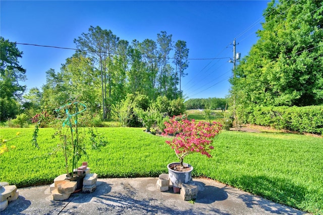 2611 State Road 557, Lake Alfred, FL 33850 - view of yard