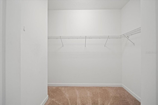 spacious closet featuring carpet