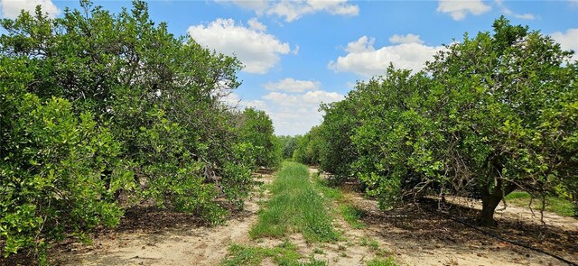 Buffum Church Rd, Fort Meade, FL 33841 - photo 4