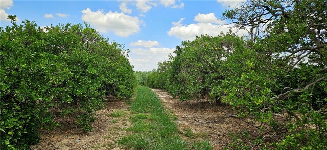 Buffum Church Rd, Fort Meade, FL 33841 - photo 5