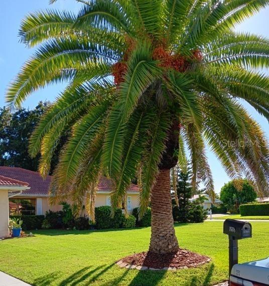 view of community featuring a yard