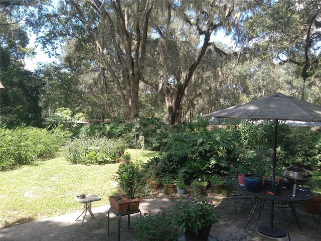 view of yard with a patio area