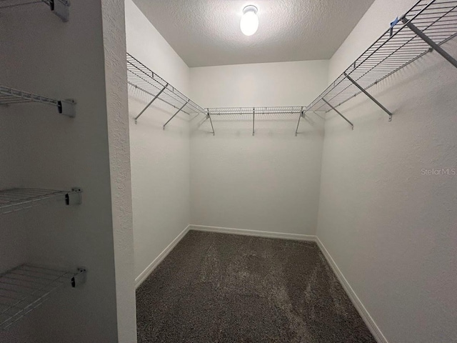 spacious closet featuring carpet