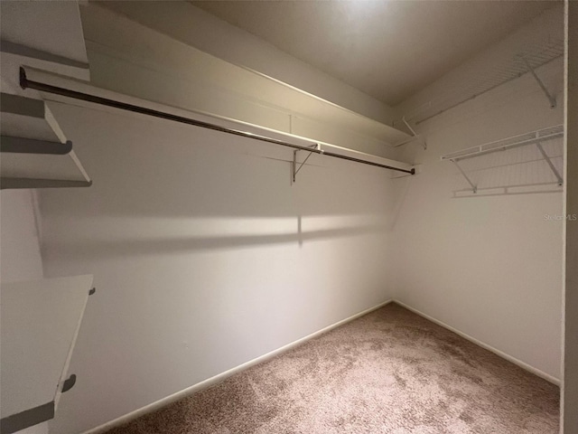 spacious closet featuring carpet floors