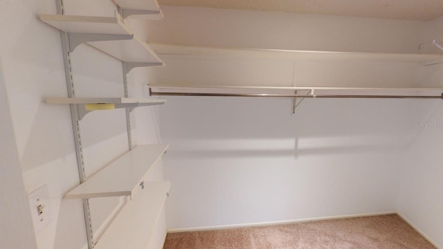 walk in closet featuring carpet floors