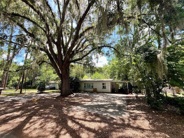 104 SW 26th St, Gainesville, FL 32607 - view of yard with an attached carport, driveway, and view of scattered trees