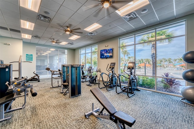 gym with light colored carpet, a paneled ceiling, ceiling fan, and floor to ceiling windows