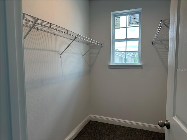 walk in closet featuring carpet floors