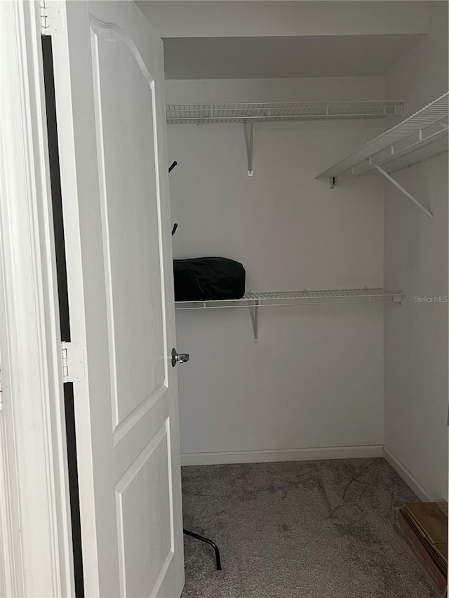 spacious closet featuring carpet floors