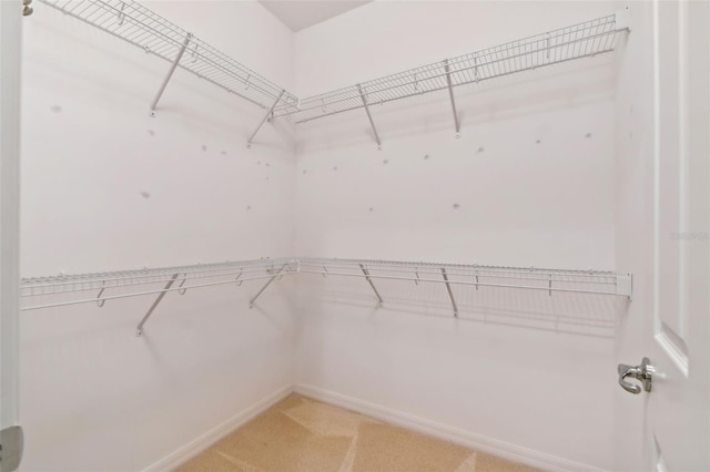 spacious closet featuring carpet flooring