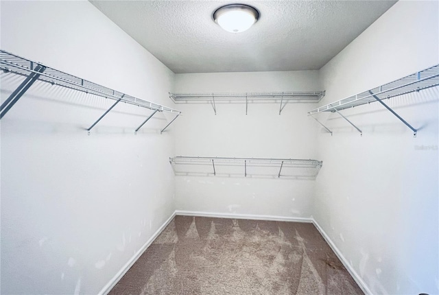 spacious closet featuring carpet