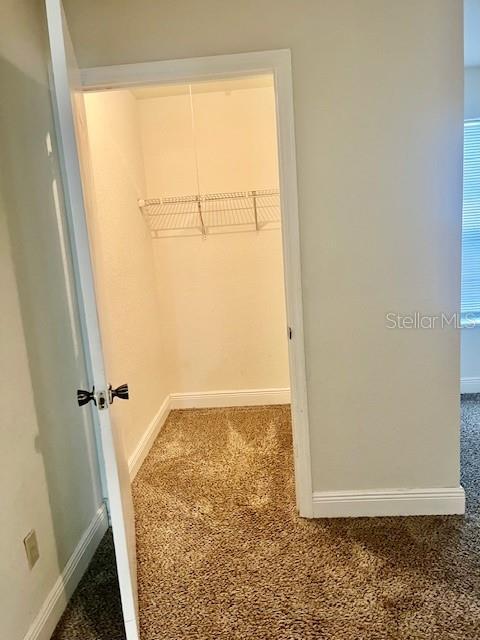 walk in closet with carpet floors