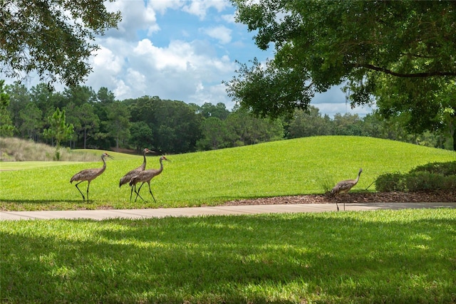 view of property's community featuring a yard