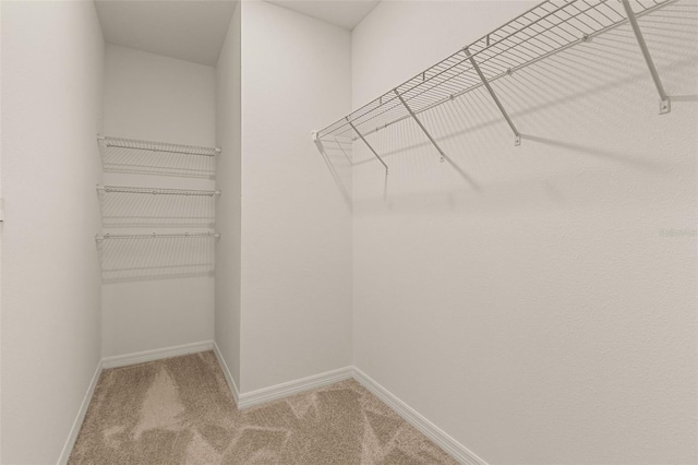 walk in closet with carpet floors