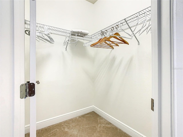 spacious closet featuring carpet flooring