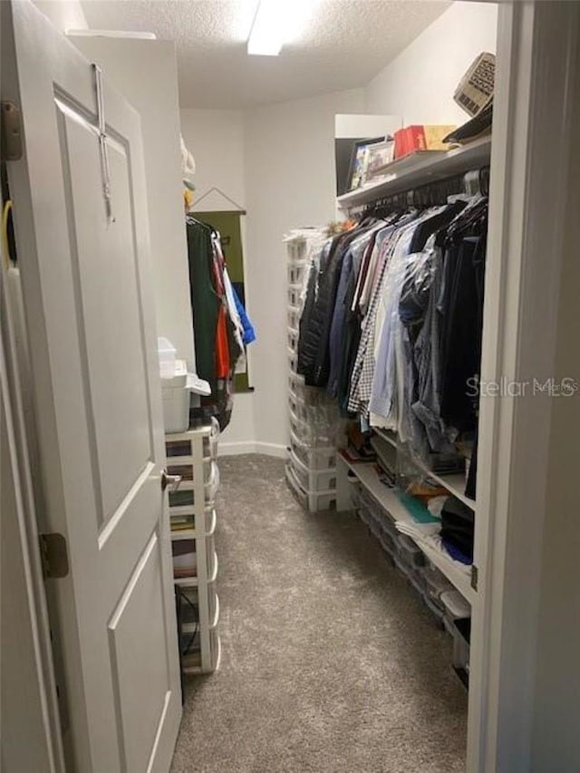 spacious closet featuring carpet floors