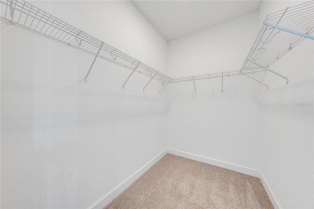 spacious closet with carpet