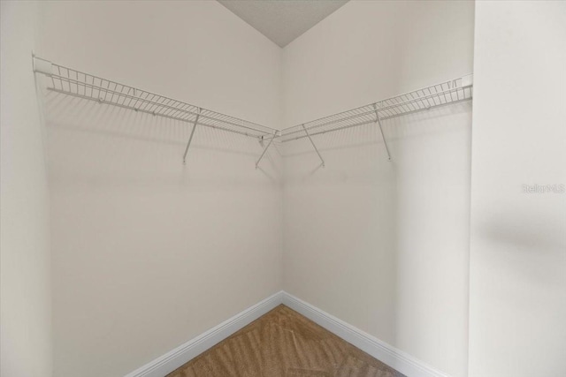 spacious closet featuring carpet