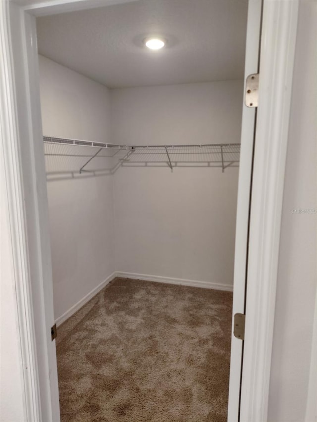 spacious closet with carpet floors