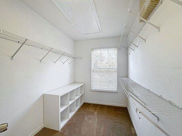 walk in closet featuring carpet floors