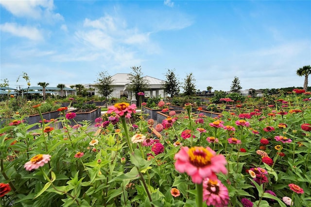 surrounding community featuring a vegetable garden