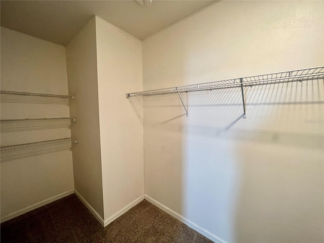 walk in closet featuring carpet floors